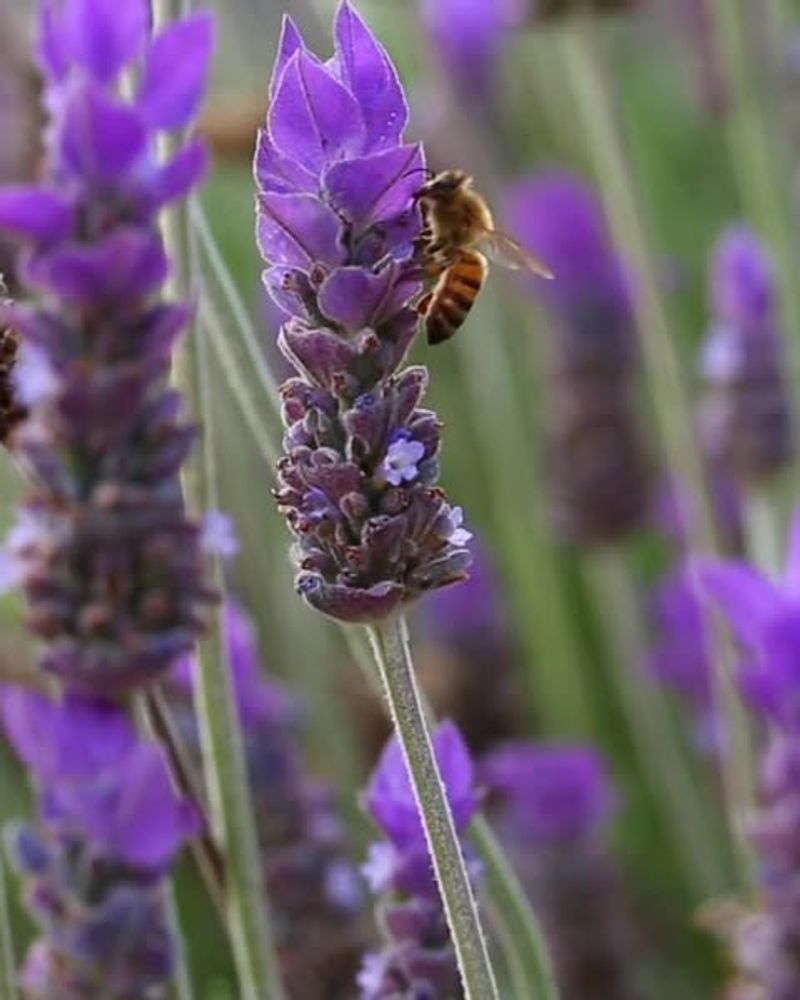 Attracts Helpful Pollinators