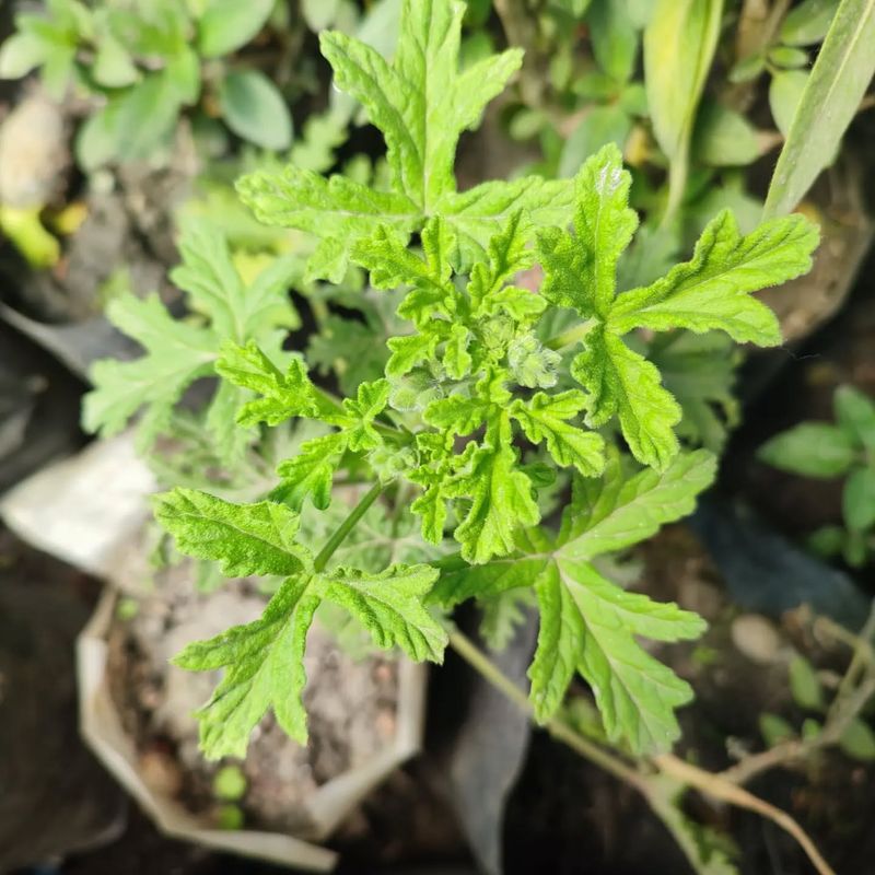 Edible Leaves For Cooking And Tea
