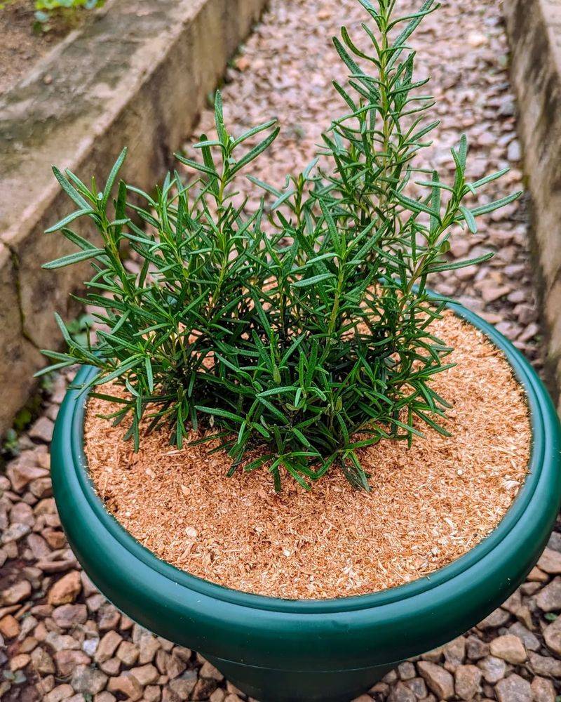 Welcomes Guests With A Fresh Herbal Scent