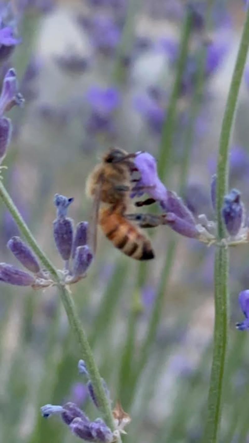 Attracts Pollinators To Your Garden