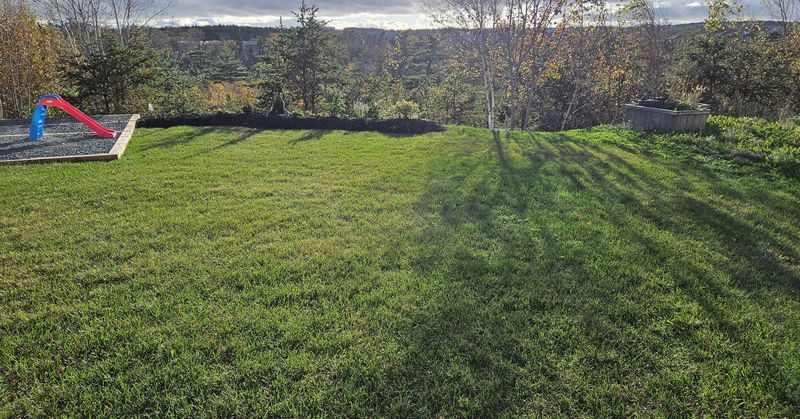 Budget-Friendly Fungus Fighter