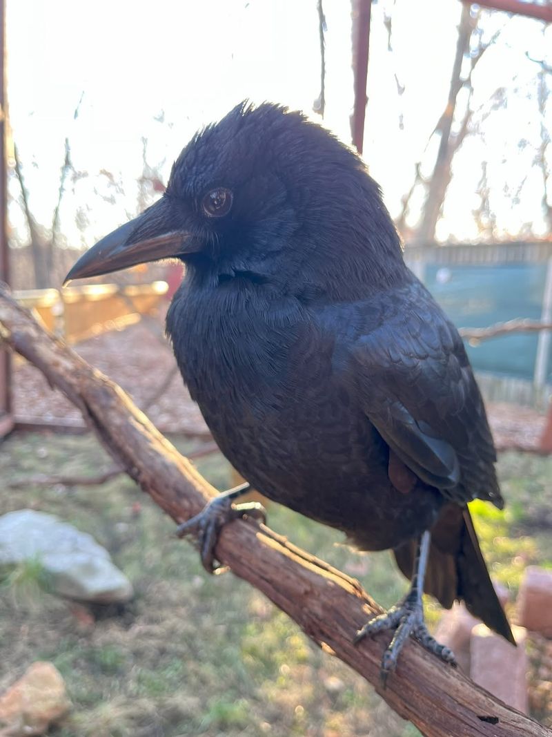 Free Garbage Disposal Service