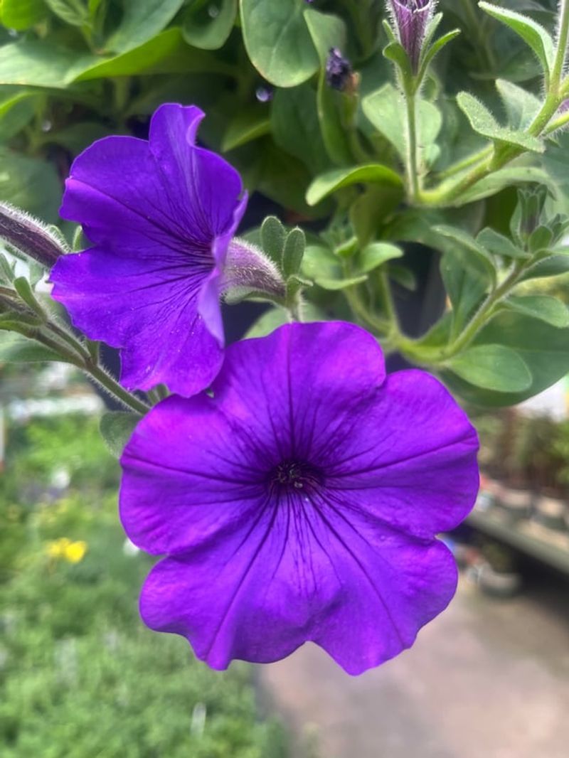 Attracts Beneficial Pollinators