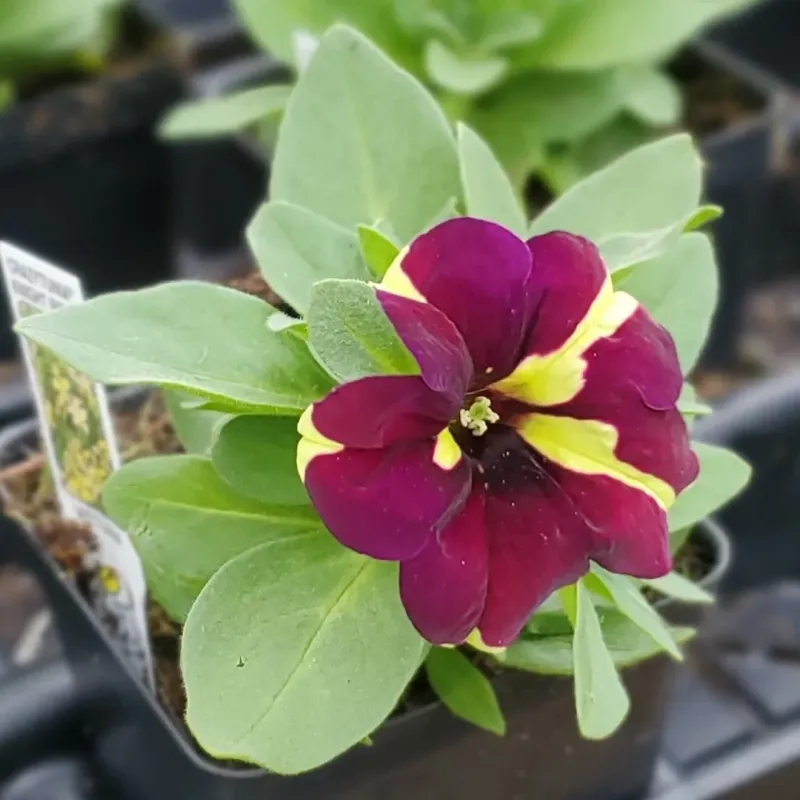 Attracts Butterflies And Hummingbirds To Your Yard