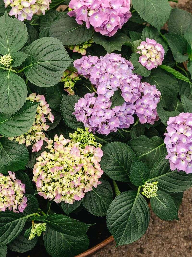 Acid-Loving Plants Thrive Like Never Before