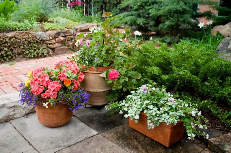 Perfect For Container Growing