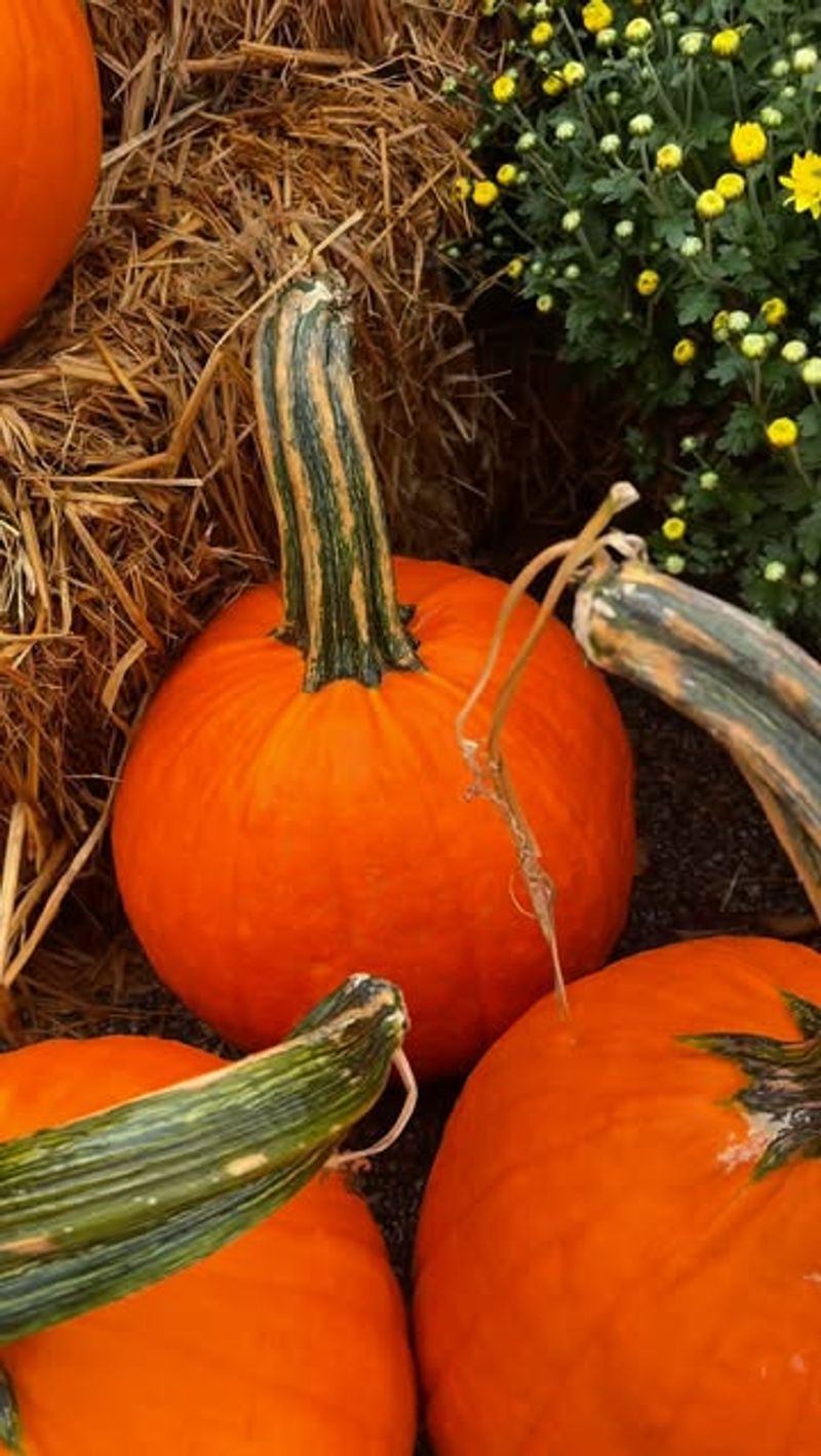 Strong Scent Overwhelms Rodent Senses