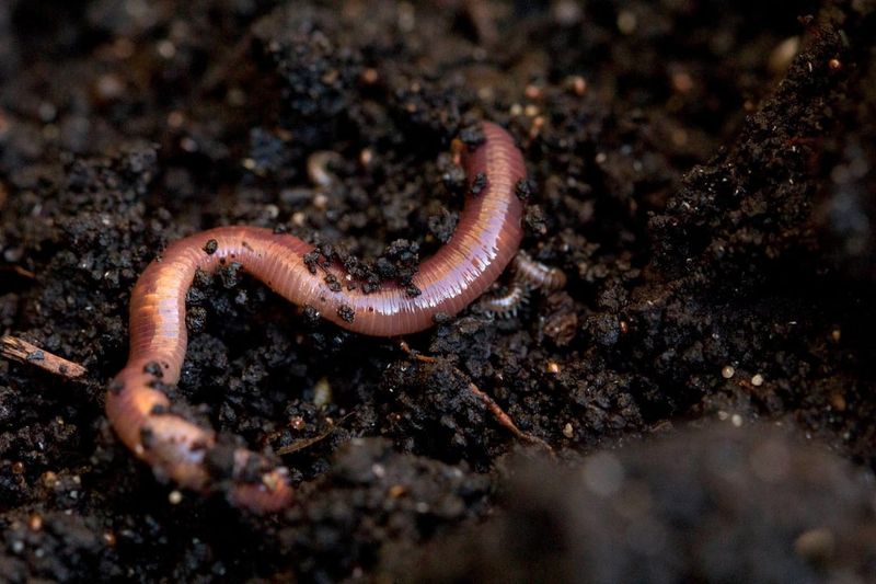 Earthworms And Microbes Work As Natural Tillers