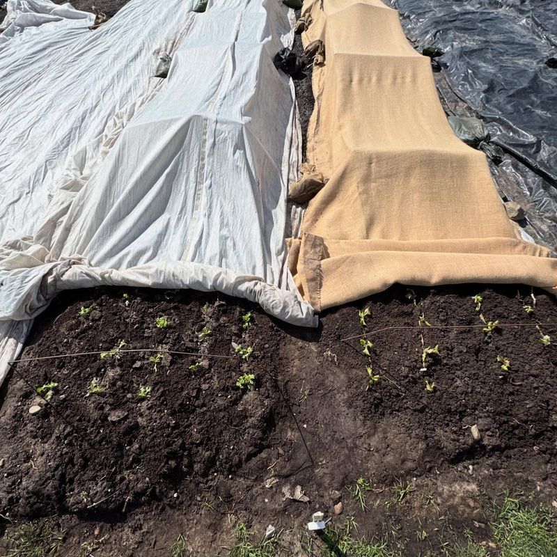 Protection From Late Spring Frosts