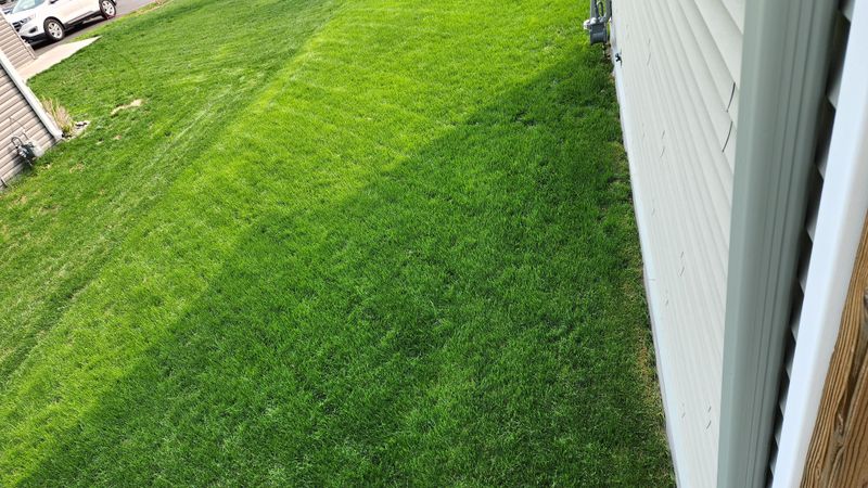 Discourages Moss Invasion Naturally