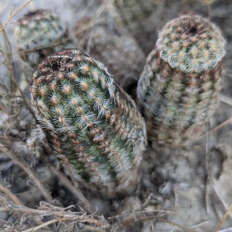 Black Lace Cactus