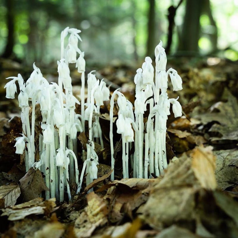 Historically Used In Native American Medicine