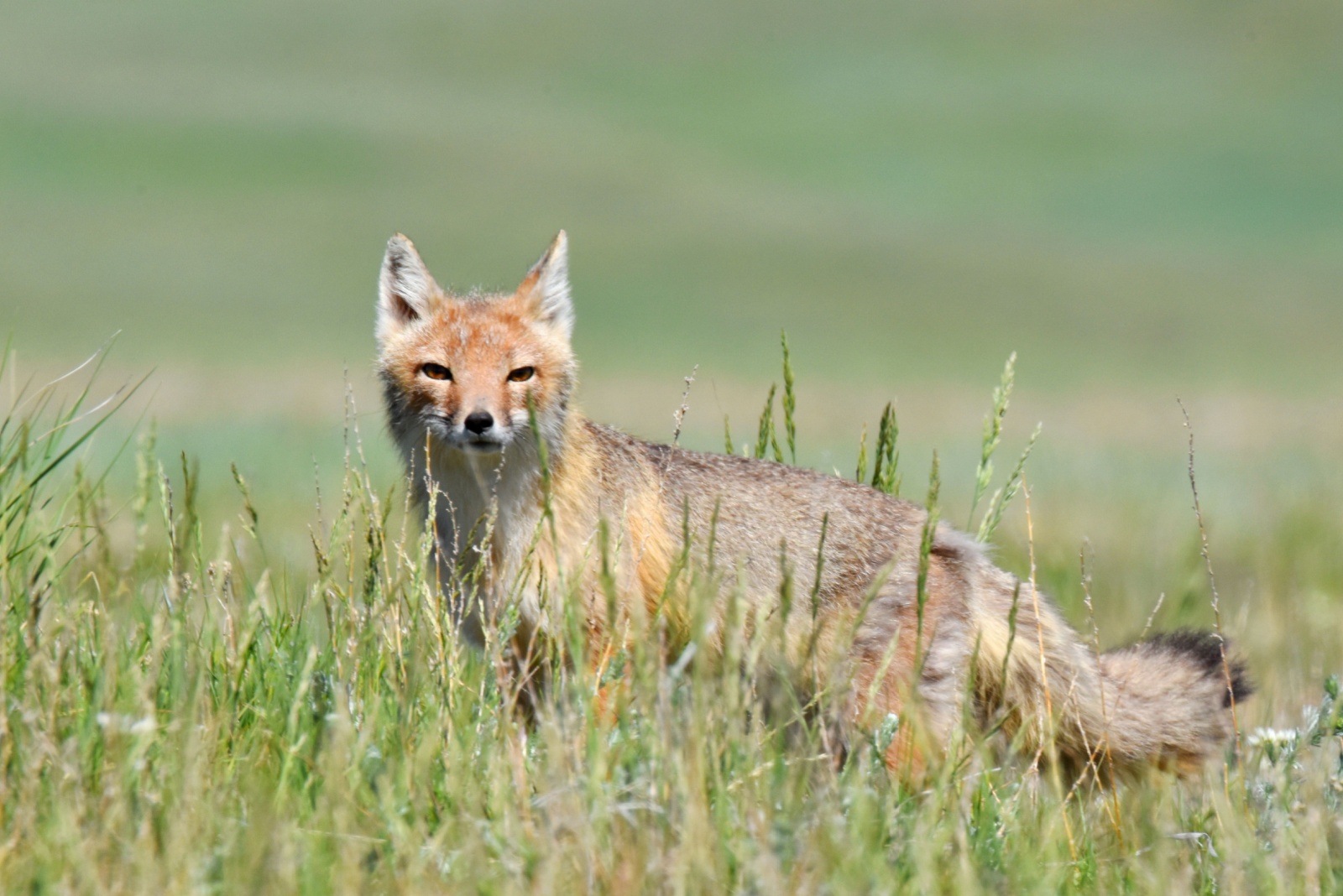 Nebraska Wildlife You Are Not Allowed to Remove From Your Property