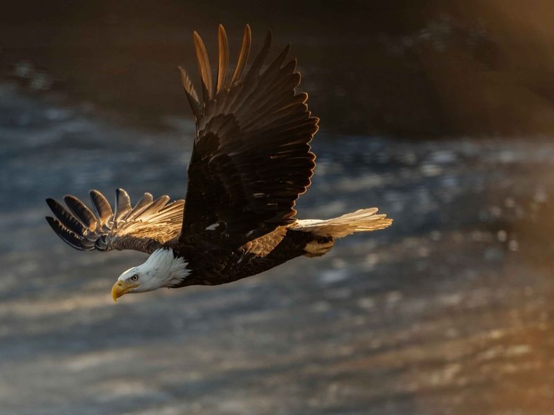 Bald Eagle