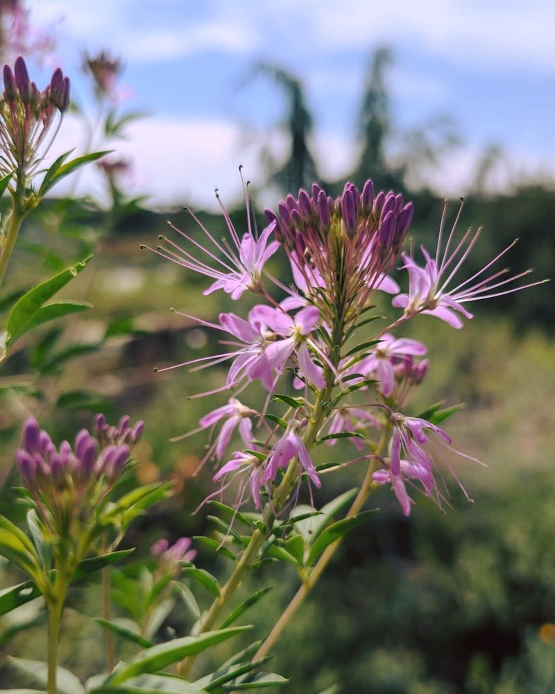 Long Blooming Period Extends Food Availability