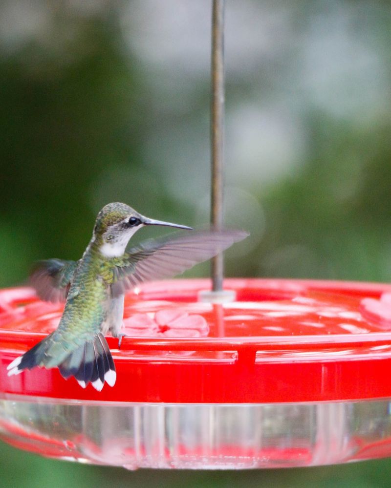Local Birding Groups Report Migration Complete