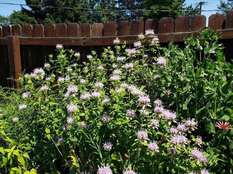 Long Blooming Season Means More Food