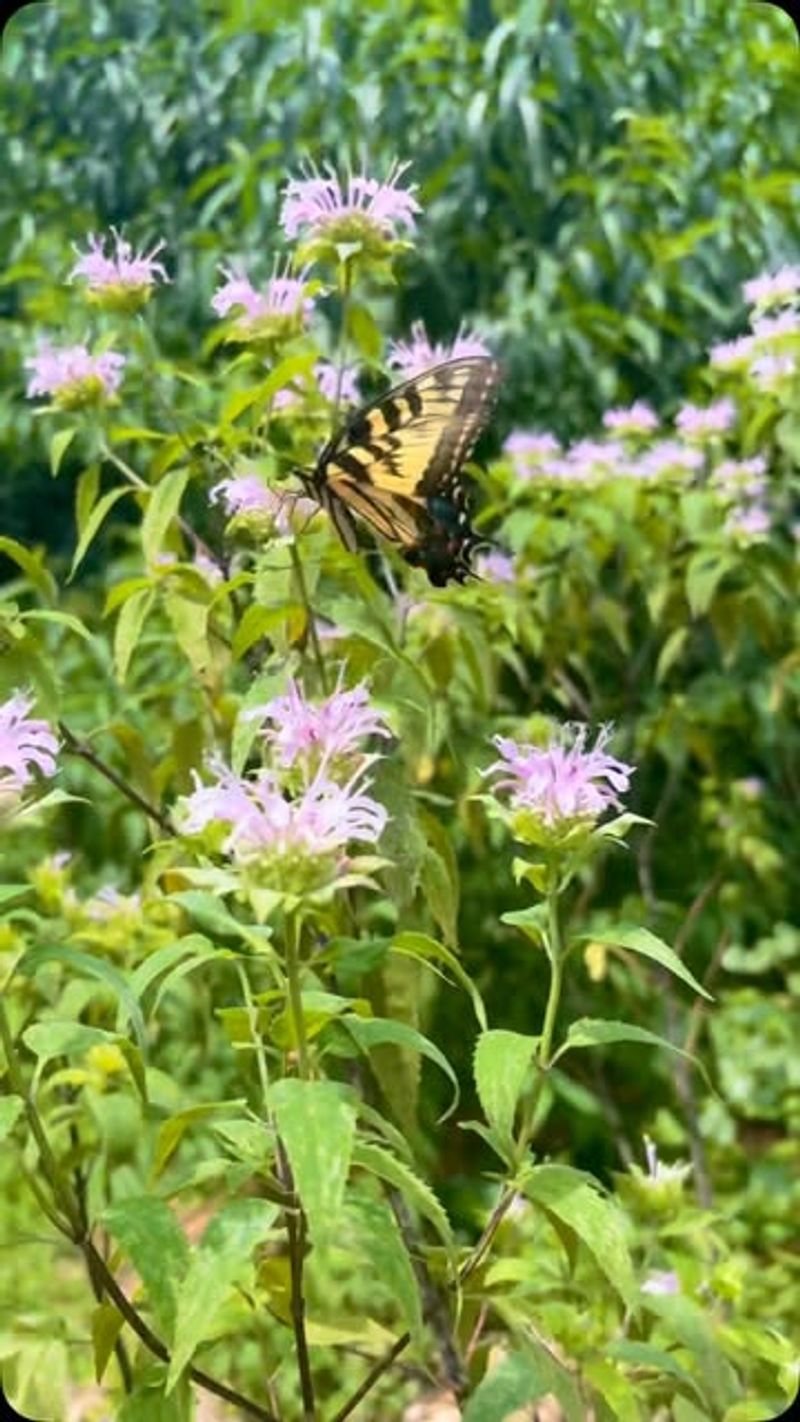 Bright Colors Act Like Butterfly Magnets