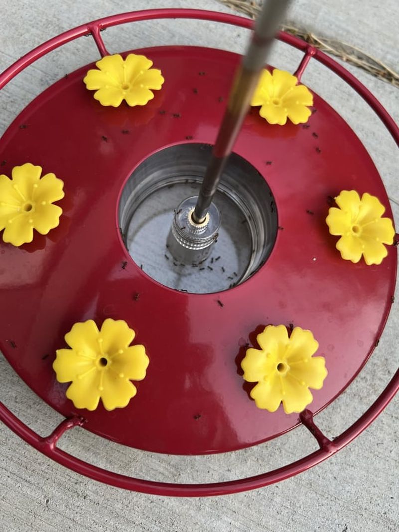 Ants Create Trails to the Feeder