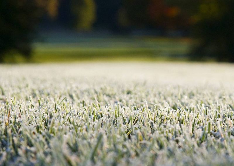 Walking On Frosty Grass