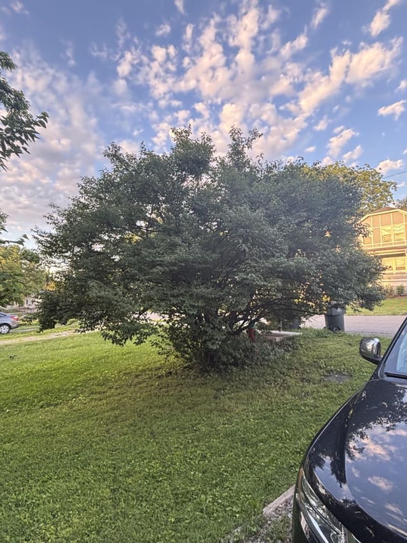 Understanding Tree Ownership