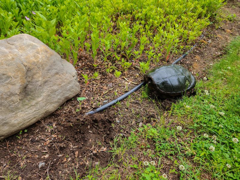 Snapping Turtles Digging Egg Holes