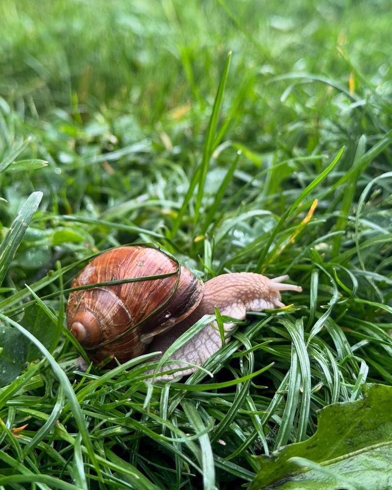 Deters Certain Garden Pests