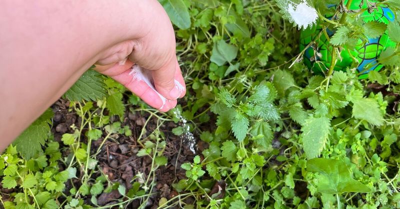 Controlling Weeds Without Toxic Chemicals