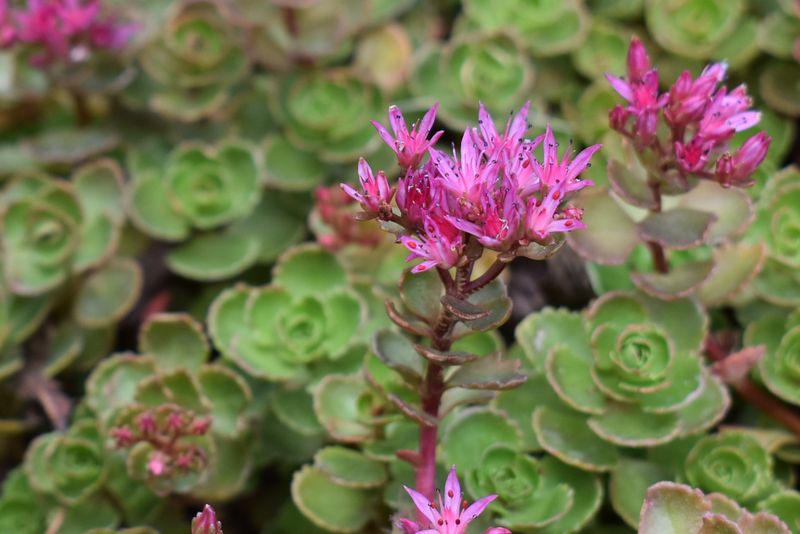 Red Carpet Stonecrop