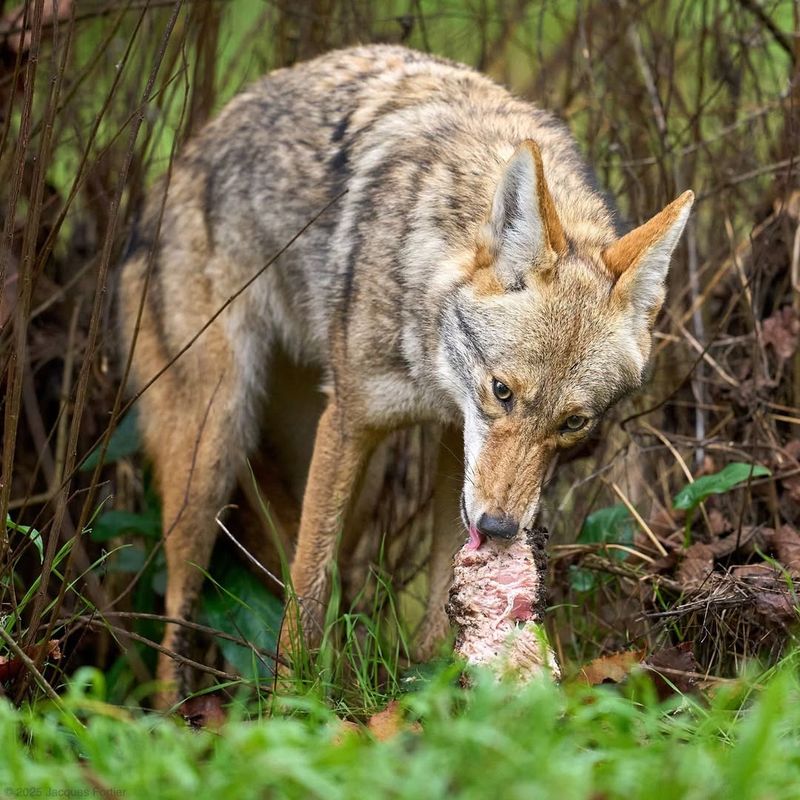 Never Feed Coyotes Or Leave Food Out