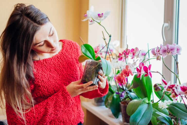 woman inspecting orchid soil