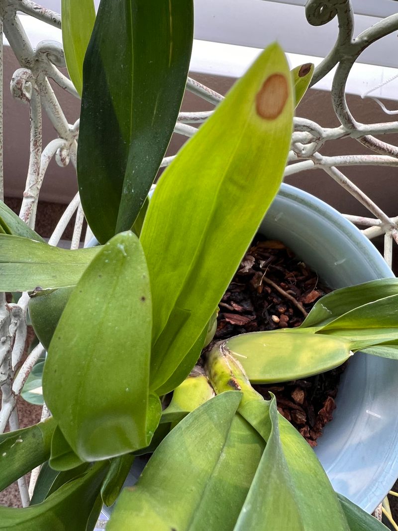 1. Brown Or Burnt Leaf Tips