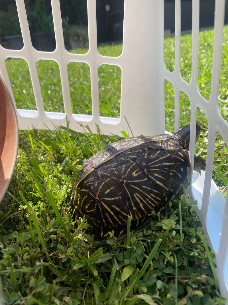 Check For Obvious Injuries Or Damage