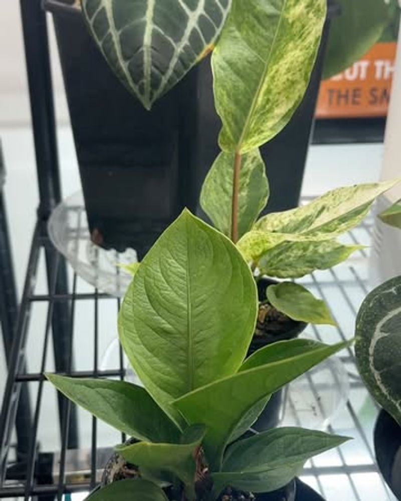 Leaf Burn Damage Happens Fast