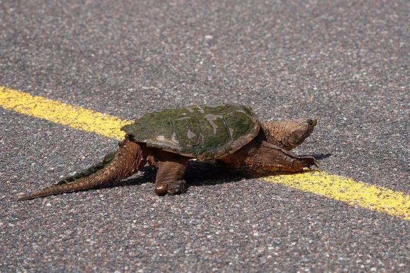 Help Turtles Cross Roads Safely