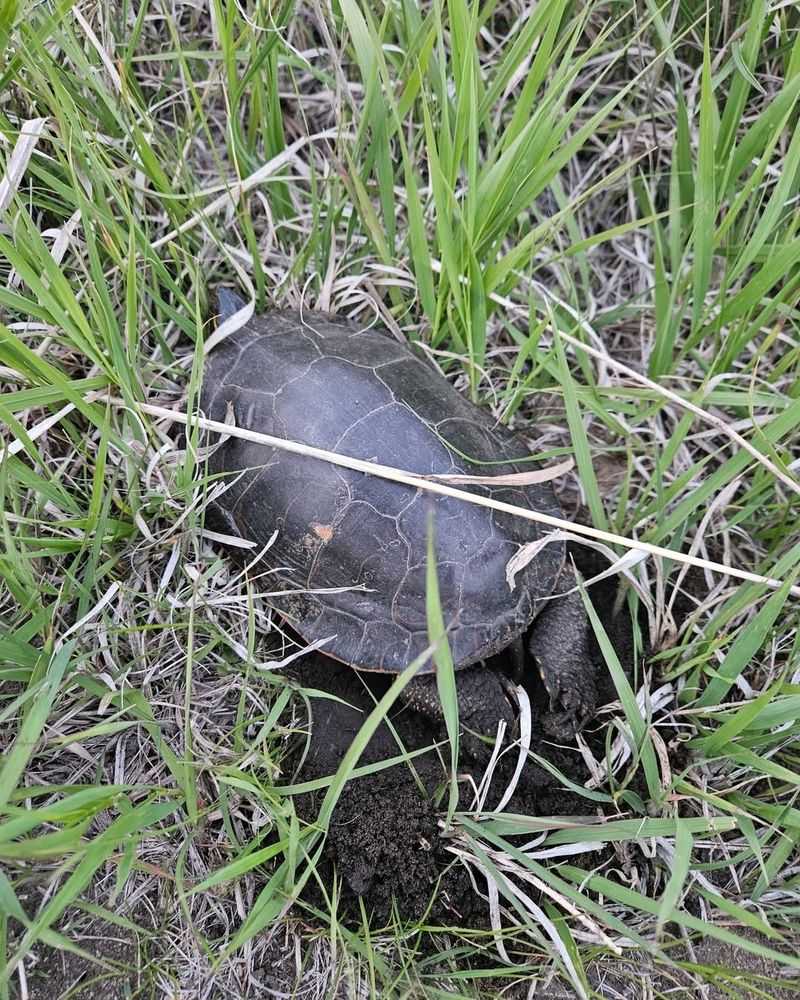 Check If It's a Female Looking to Nest