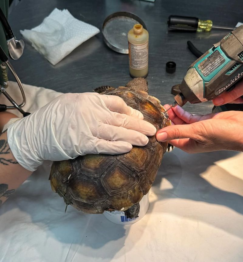 Contact Wildlife Experts For Injured Turtles