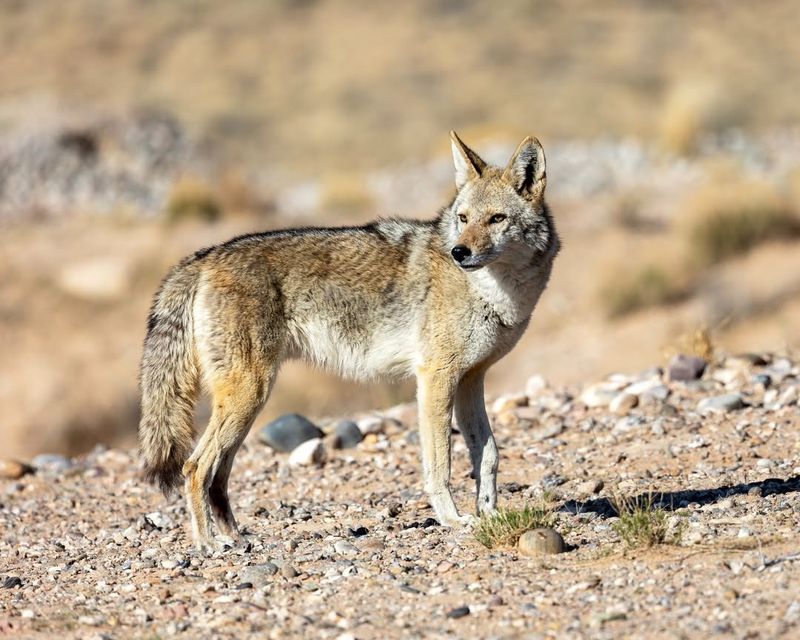 Do Not Feed Or Try To Befriend It