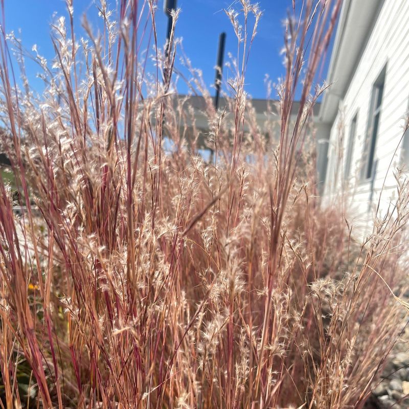 Little Bluestem