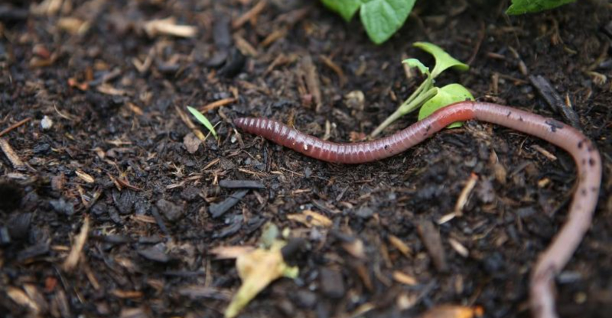 earthworms soil