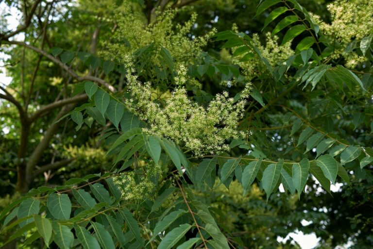 Ailanthus altissima