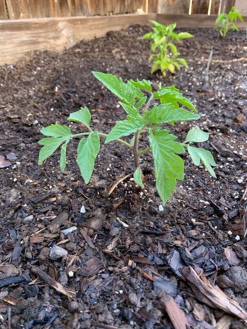 Heavy Clay Soil Without Amendment