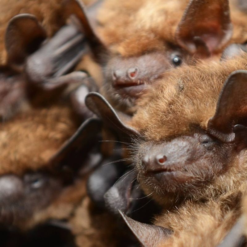 Moth Activity Around The Plant Creates A Bat Buffet