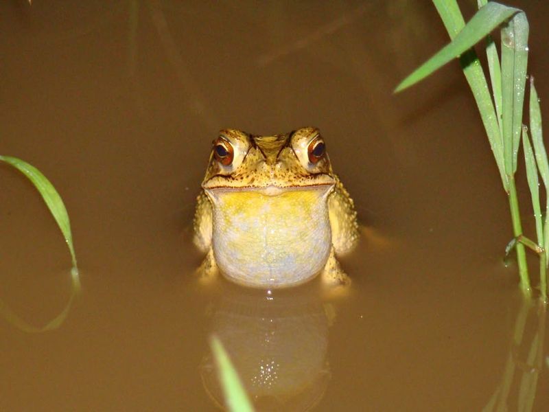 Water Source Availability