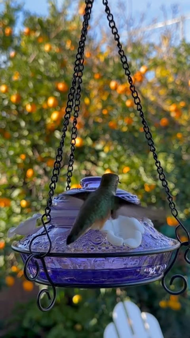 Nectar Remains Untouched For Two Weeks