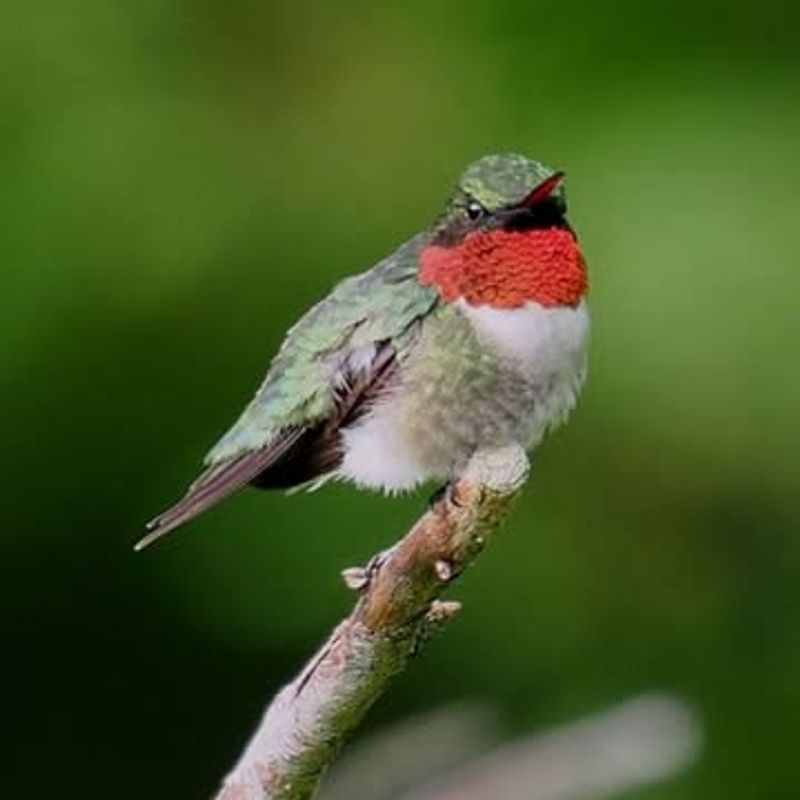 Ruby-Throated Hummingbird