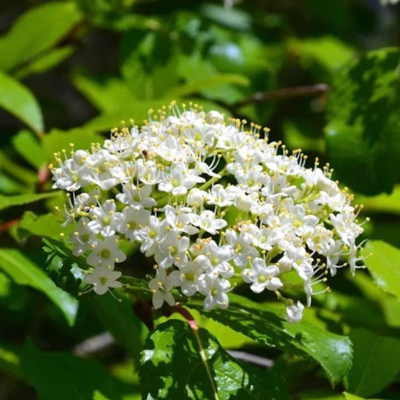 Blackhaw Viburnum