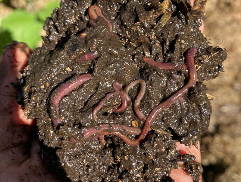 Earthworm Magnet For Healthier Soil
