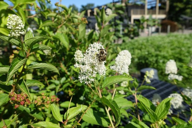 Stunning White Flower Clusters In Early Summer