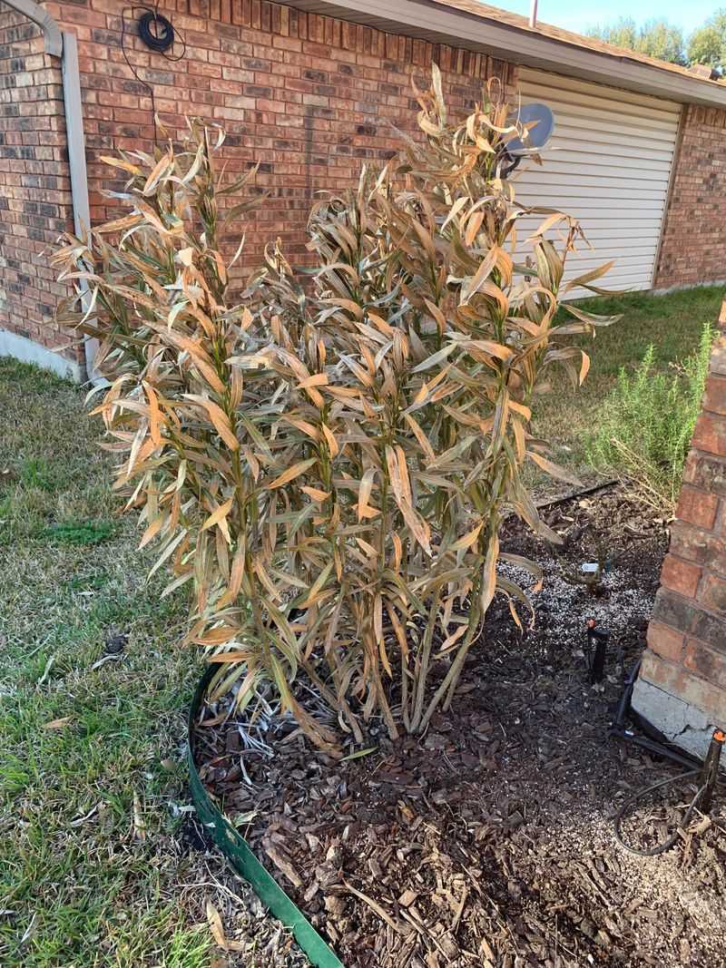 Oleander Remains Toxic Even After The Plant Dies
